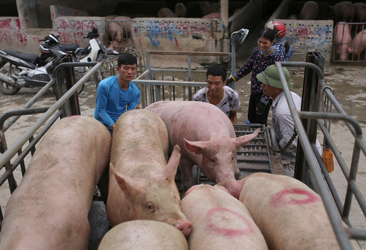 Việt Nam tạm ngừng nhập khẩu lợn sống từ Thái Lan về
