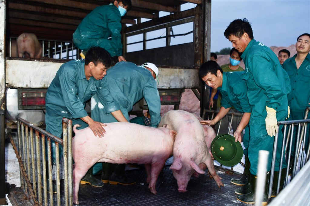 Việt Nam ngưng nhập lợn sống từ Thái Lan do ngại dịch tả lợn Châu Phi